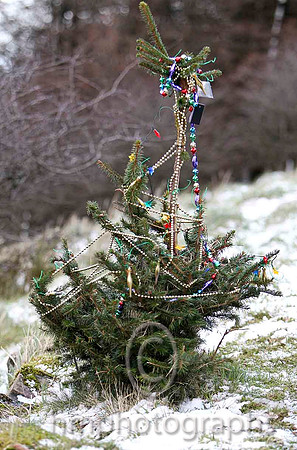 Christmas Tree in the Glens - FT8E8004-e