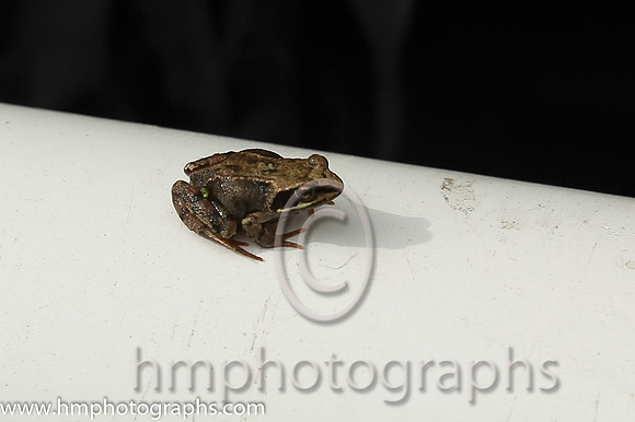 Small Frog - CU2D1769-16