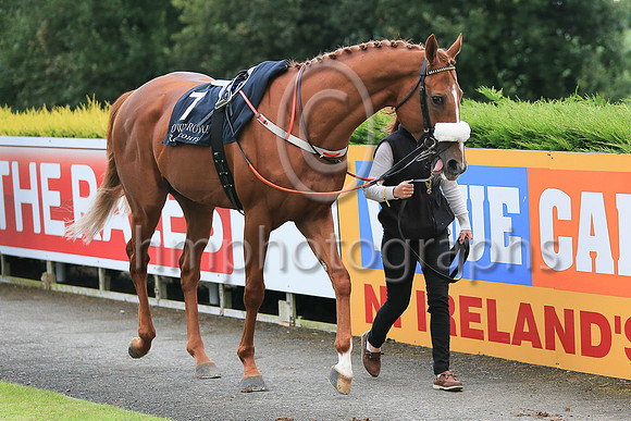 01st The Tartan Spartan  Ronan Whelan (7, black, red epaulettes) Trainer John Patrick Shanahan, Owner Thistle Bloodstock Limited