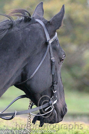 02 Kilcommon Pride & M Darcy - 2nd (8, emerald green , red star)FT8E0440-Edit-Edit-2-37
