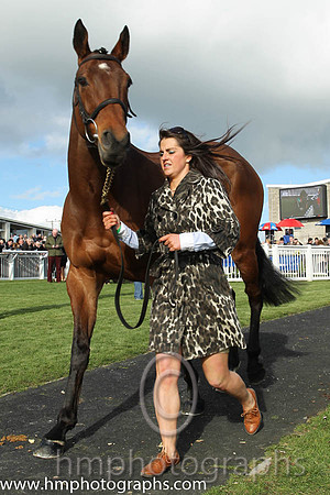Carsonstown Boy - second in the CGA Foxhunter Chase at Cheltenham - CU2D1206-17