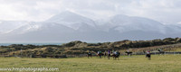 Point to Point at Tyrella in the shadow of the snow covered Mourne Mountains