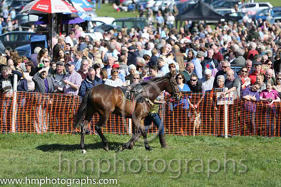 Large crowds at East Antrim Pounds P2P at Loughanmore on Easter Monday 2015