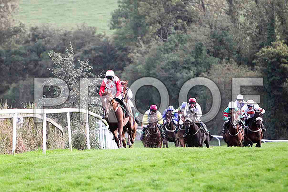 Bridgets Pet - Winner - FT8E5082-e2