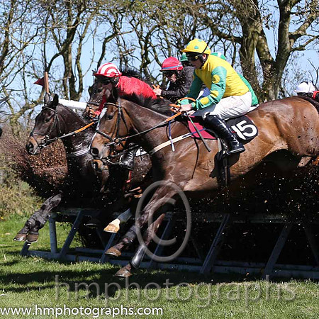 01st Born Survivor ( 15 )  J J Codd - Trainer : W F Codd - yellow