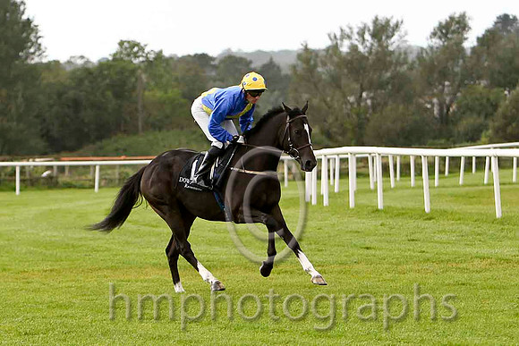Tale Of Fame & J a Heffernan - 8th (1, royal blue, yellow sash) - FT8E6384-e