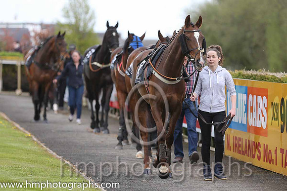 Parade ring at Down Royal