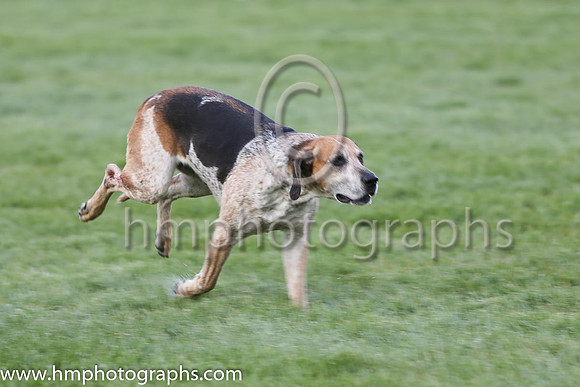 Hunting Association of Ireland Hound Display at Punchestown 2015