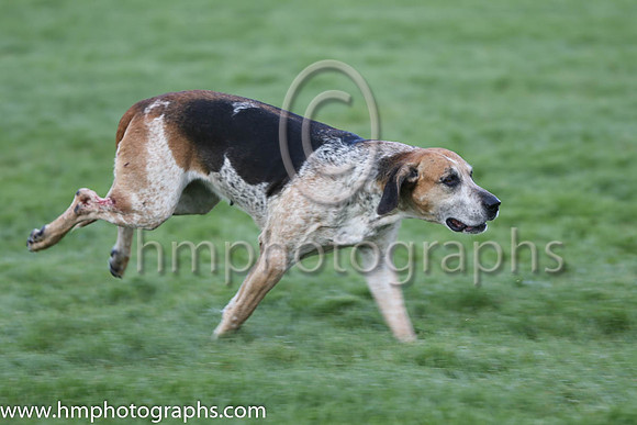 Hunting Association of Ireland Hound Display at Punchestown 2015