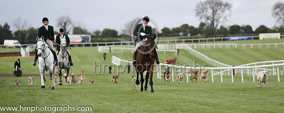 Hunting Association of Ireland Hound Display at Punchestown 2015