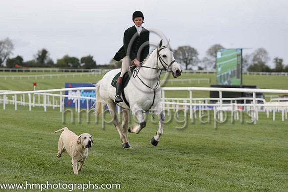 Hunting Association of Ireland Hound Display at Punchestown 2015