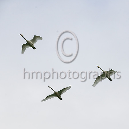 Flying High above Down Royal on Day 1 of the Ladbrokes Festival of Racing on 4th November 2022