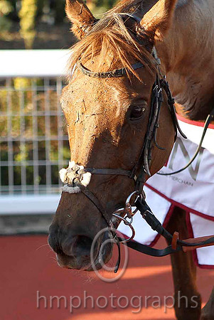 Kauto Stone & D A Jacob - Winner (6, Light blue and dark blue chevrons) - CU2D4925-e