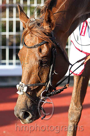 Kauto Stone & D A Jacob - Winner (6, Light blue and dark blue chevrons) - FT8E8166-e