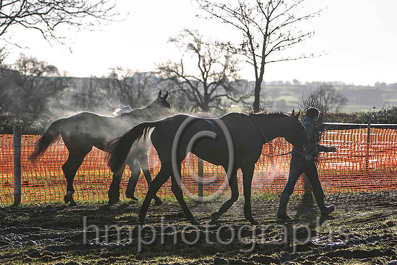 Horses at Loughanmore -   FT8E9279-e3