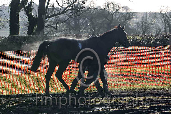 Horse at Loughanmore - FT8E9283-e
