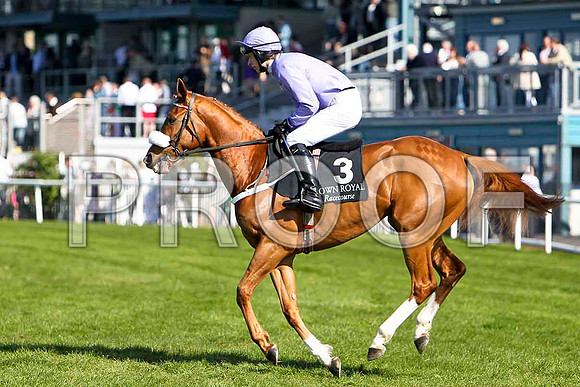 Cebuano - 2nd, Jockey Mr P J McMahon - FT8E2236-e