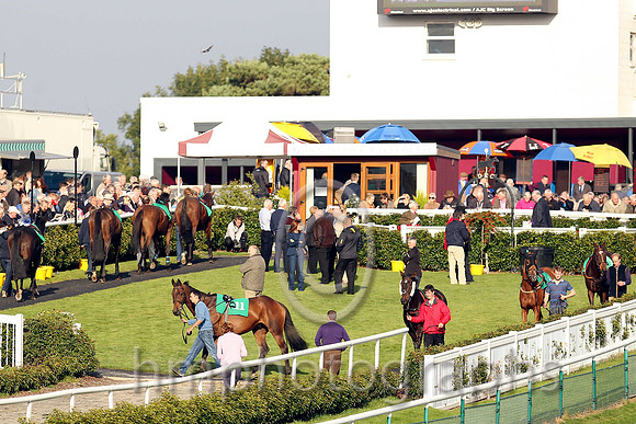\Downpatrick Parade Ring