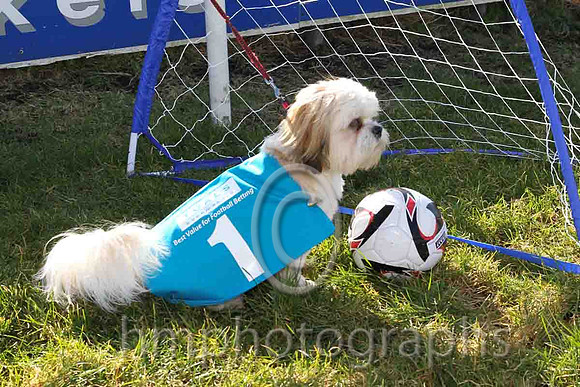 Benji thinking about scoring - FT8E1939