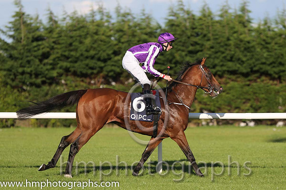 5th Highland Reel ( 6 ) - purple, white seams ( Joseph O'Brien ) : Trainer - A P O'Brien