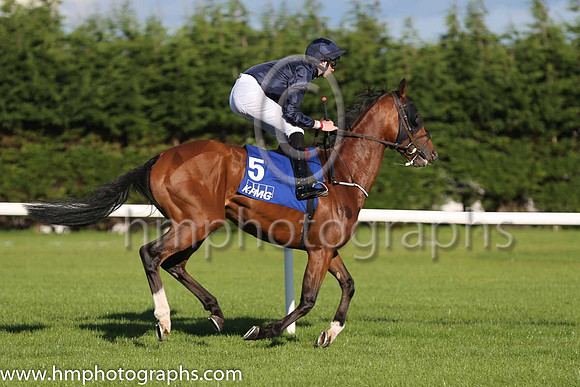 3rd John F Kennedy ( 5 ) - dark blue ( Joseph O'Brien ) : Trainer - A P O'Brien