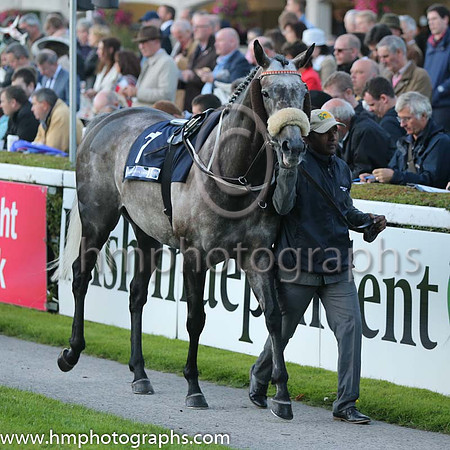 7th Slipper Orchid ( 7 ) - grey, orange hoop ( Shane Foley ) : Trainer - M Halford