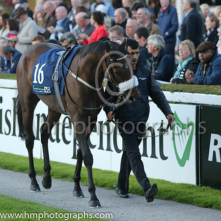 13th Roachdale House ( 16 ) - dark green, white sleeves ( Leigh Roche ) : Trainer - D K Weld