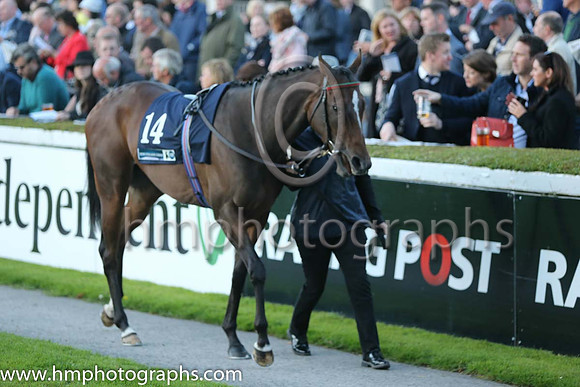 4th Colour Blue ( 14 ) - red, yellow seams ( Robbie Downey ) : Trainer - W McCreery