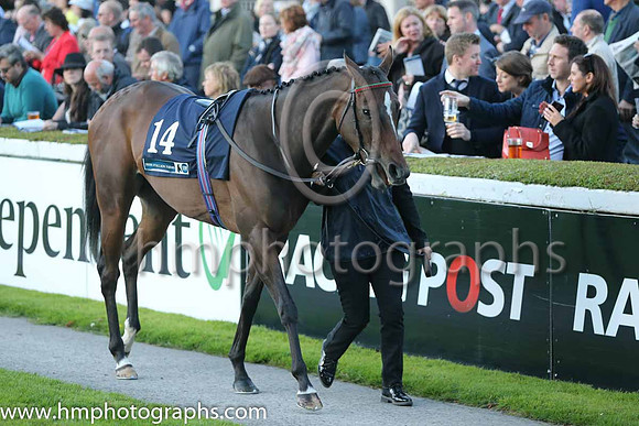 4th Colour Blue ( 14 ) - red, yellow seams ( Robbie Downey ) : Trainer - W McCreery