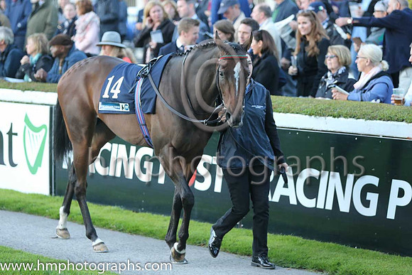 4th Colour Blue ( 14 ) - red, yellow seams ( Robbie Downey ) : Trainer - W McCreery