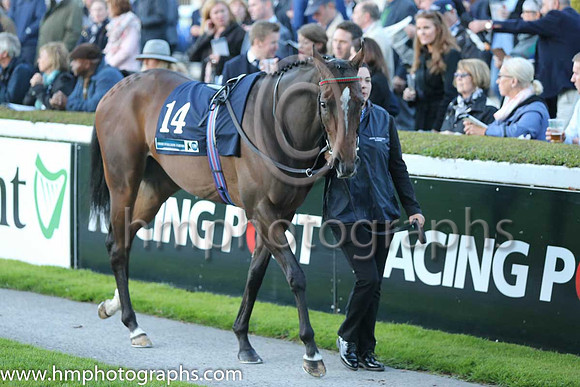 4th Colour Blue ( 14 ) - red, yellow seams ( Robbie Downey ) : Trainer - W McCreery