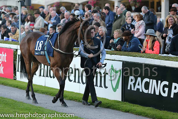 12th Buenos Y Bobos ( 18 ) - yellow, red epaulettes ( Declan McDonogh ) : Trainer - G M Lyons