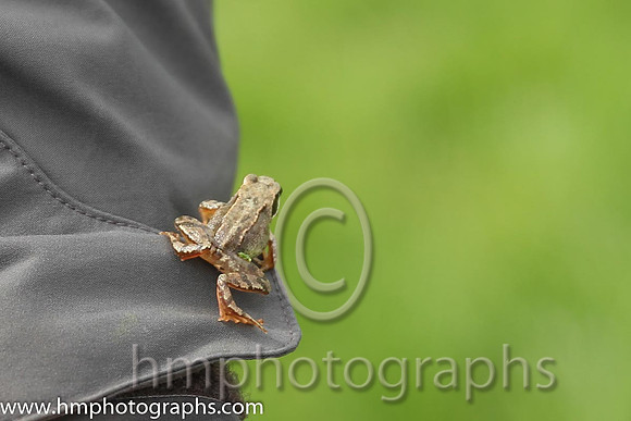 Small Frog - CU2D1773-1