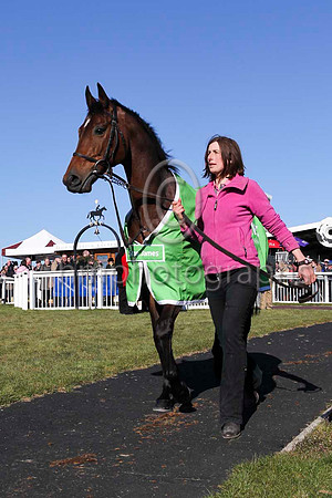 Hurricane Fly led by Gail Carlisle at Downpatrick Racecourse - CU2D6918-5