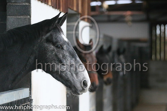 Leopardstown  Horse Racing Ireland launch the Christmas Festival at Gordon Elliot's yard