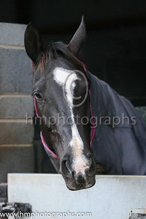 Don Cossack
