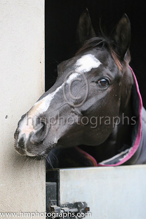 Don Cossack