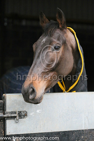 Leopardstown Horse Racing Ireland launch the Christmas Festival at Gordon Elliot's yard