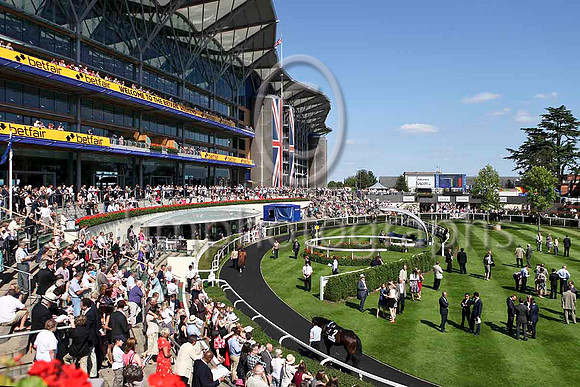 R4 - Ascot Parade Ring - IMG_9936-e