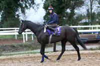 2015-12-01st - Leopardstown Christmas Festival Launch at Gordon Elliott's Yard