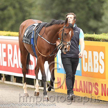 08th Helen's Armada ( 4 , maroon, yellow sash ) and C.D. Hayes - Trainer : Adrian McGuinness - Owner : Ms. Hazel McGuinness