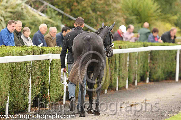 Parade Ring at Down Royal