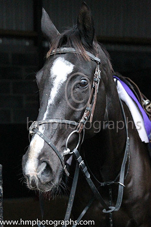 Don Cossack at the Leopardstown  Horse Racing Ireland launch of the Christmas Festival at Gordon Elliot's yard