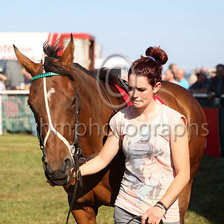 Parade ring  - race 1 at Laytown - CU2D0733-3
