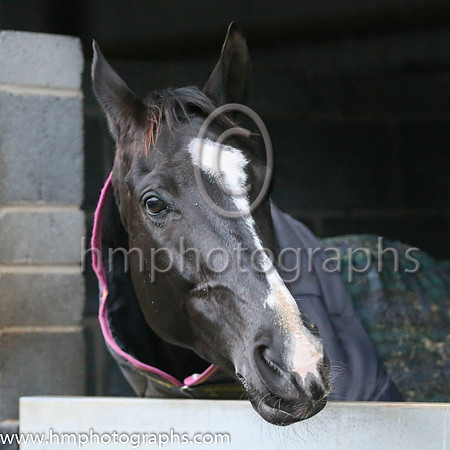 Don Cossack