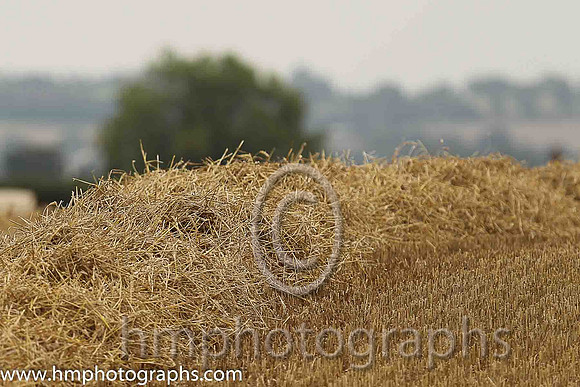 Hay Field at Down Royal