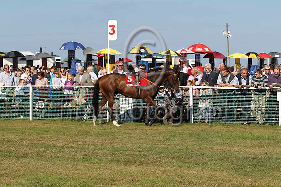 01 - Enigma Code & I J McCarthy - winner (5, yellow, royal blue chevron) - FT8E0729-10