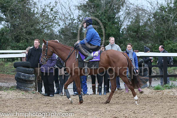 Toombstone  Peter Flood at Leopardstown  Horse Racing Ireland launch of the Christmas Festival at Gordon Elliot's yard