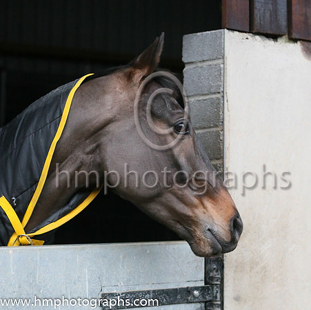 Leopardstown  Horse Racing Ireland launch the Christmas Festival at Gordon Elliot's yard