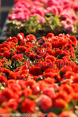 Colour at Down Royal